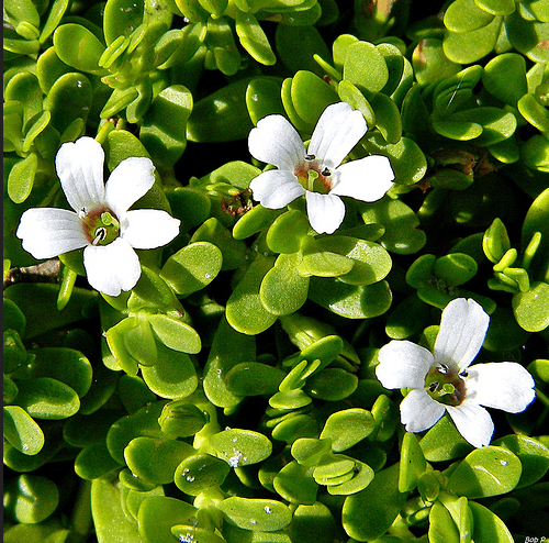 bacopa extract manufacturer