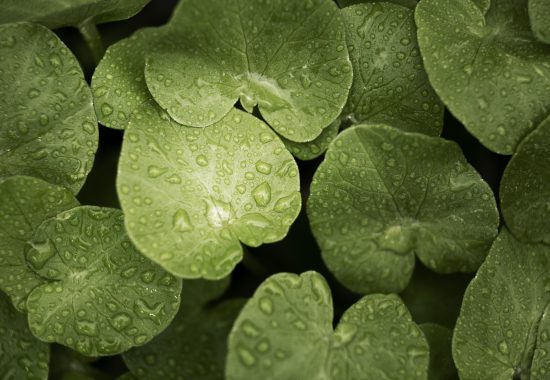 The Green Miracle: Why Centella Asiatica Extract Is the Ultimate Hero for Your Skin