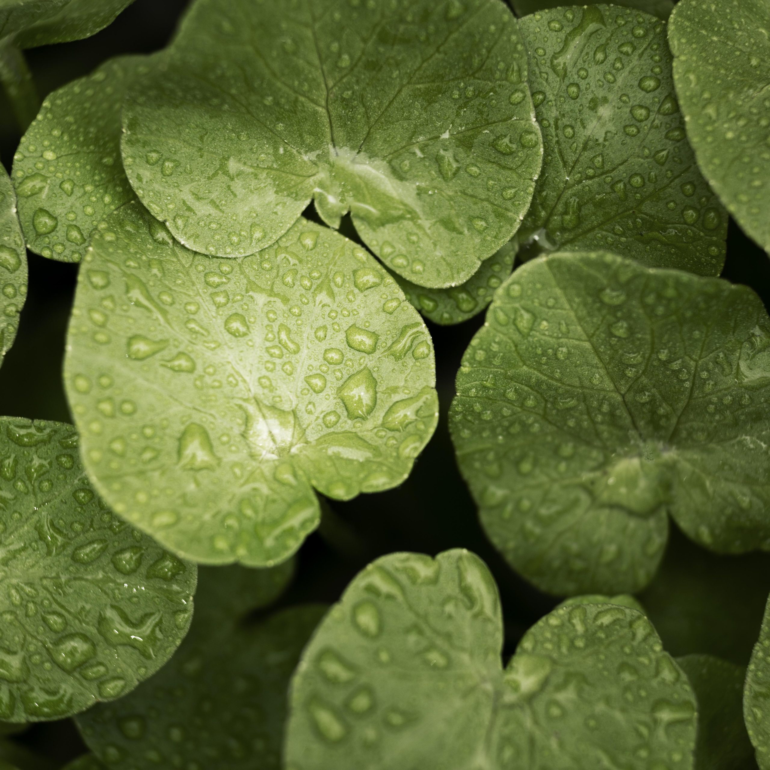Centella asiatica extract