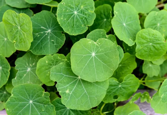 How to Choose a Reliable Centella Extract Supplier for Global Markets