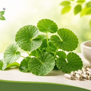 Benefits of Using High-Purity Centella Extract in Supplements