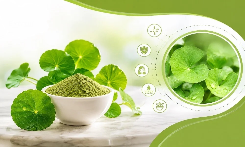 What-Are-the-Top-10-Benefits-of-Centella-Asiatica-A-Complete-Guide